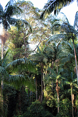 Subtropical Rainforest photo