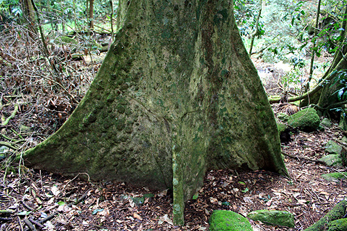 Brown Tulip Oak Buttress Roots photo