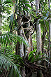 Gondwana Rainforest photos