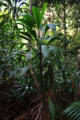 Subtropical Plant photo