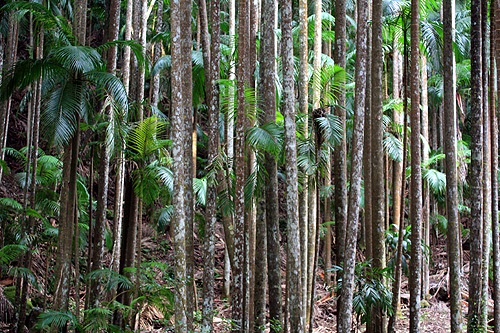 Australian Palms photos