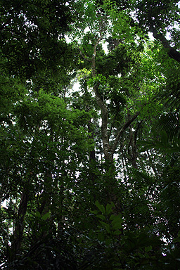 Rainforest Canopy photo