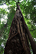 Rainforest Tree photo