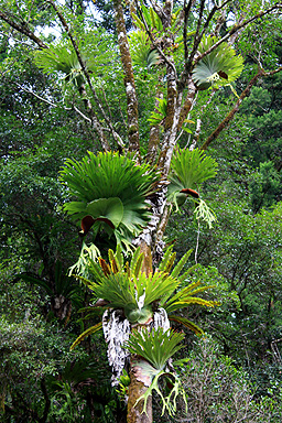 Epiphytes photo