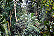 Gondwana Rainforest photo