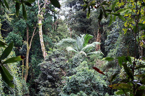 Subtropical Rainforest photo