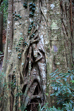 Tree Trunk photo