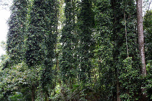 Aerial Roots photo