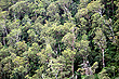 Gondwana Rainforest photos