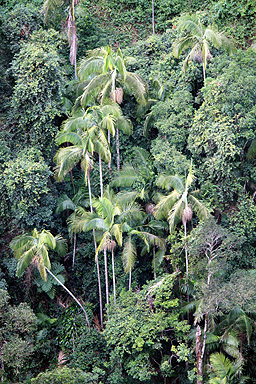 Piccabeen Palms photo