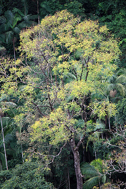 Subtropical Tree photo