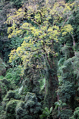 Tree with Yellow Leaves photo