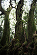 Antarctic Beech photo