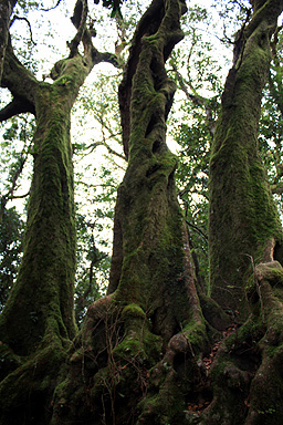 Antarctic Beech photo