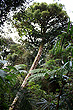 Gondwana Rainforest Canopy photo