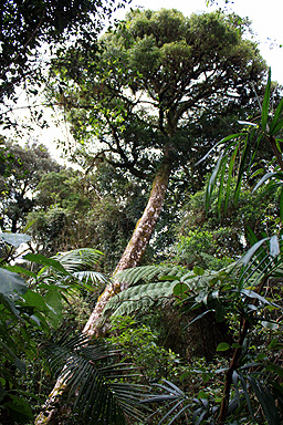 Warm Temperate Rainforest photo