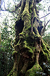 Antarctic Beech photo