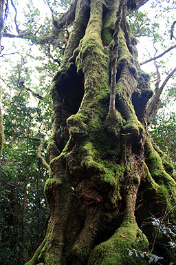 Antarctic Beech Tree photo