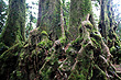 Antarctic Beech photo