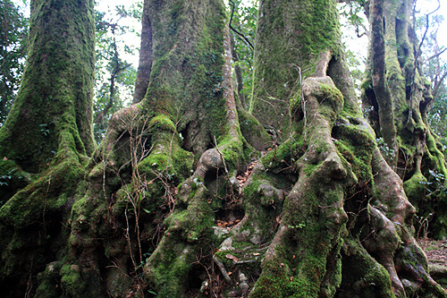 Antarctic Beech photo