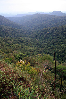 Gondwana Rainforest