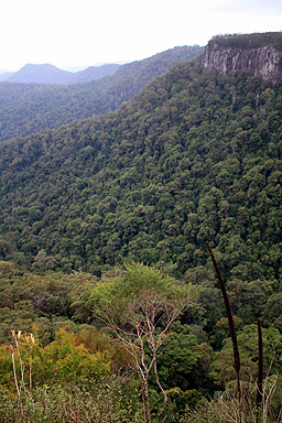 Springbrook Plateau photo