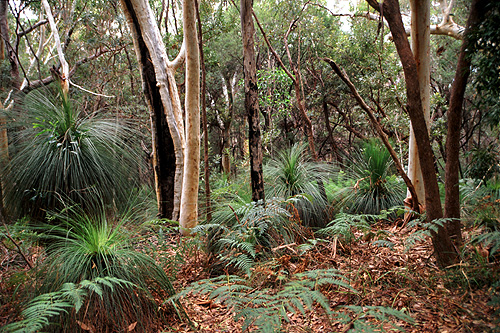 Grass Trees in a Eucalypt Forest photo