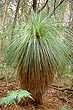 Grass Tree photo