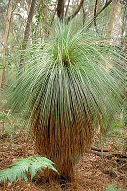 Grass Tree photo