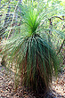 Grass Tree photo