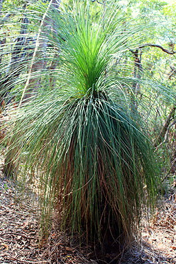 Grass Tree photo