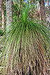 Grass Tree Leaves photo