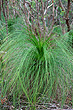 Grass Tree Leaves photo