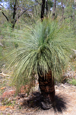 Young Grass Tree photo