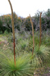 Grass Trees photo