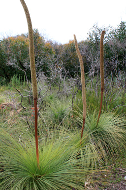 Young Grass Trees photo