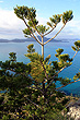 Hoop Pine on Hamilton Island hoto