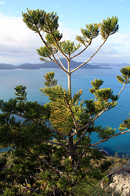 Hoop Pine (Hoop Pine) photo