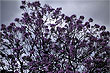 Jacaranda photo