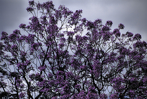 Jacaranda photo