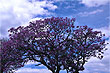 Jacaranda photo