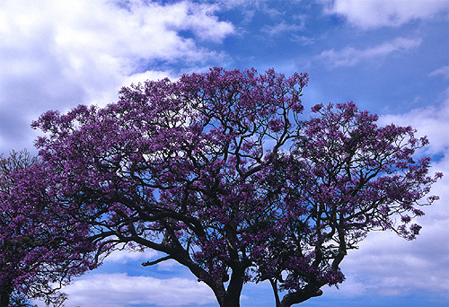 Jacaranda photo