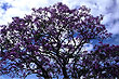 Jacaranda photo