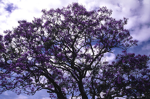 Jacaranda photo