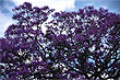 Jacaranda photo