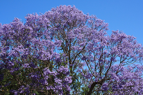 Jacaranda photos