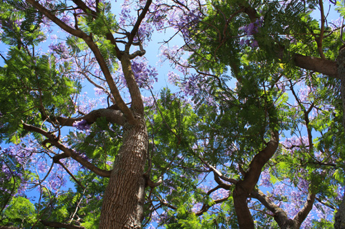 Jacaranda Canopy photo