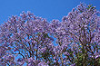 Jacaranda photo