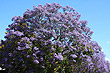 Jacaranda photo