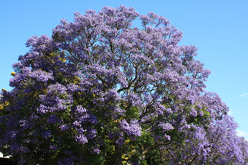 Jacaranda photo